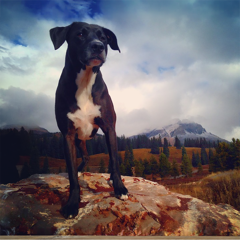 Super Squid, Patricia's dog and constant companion