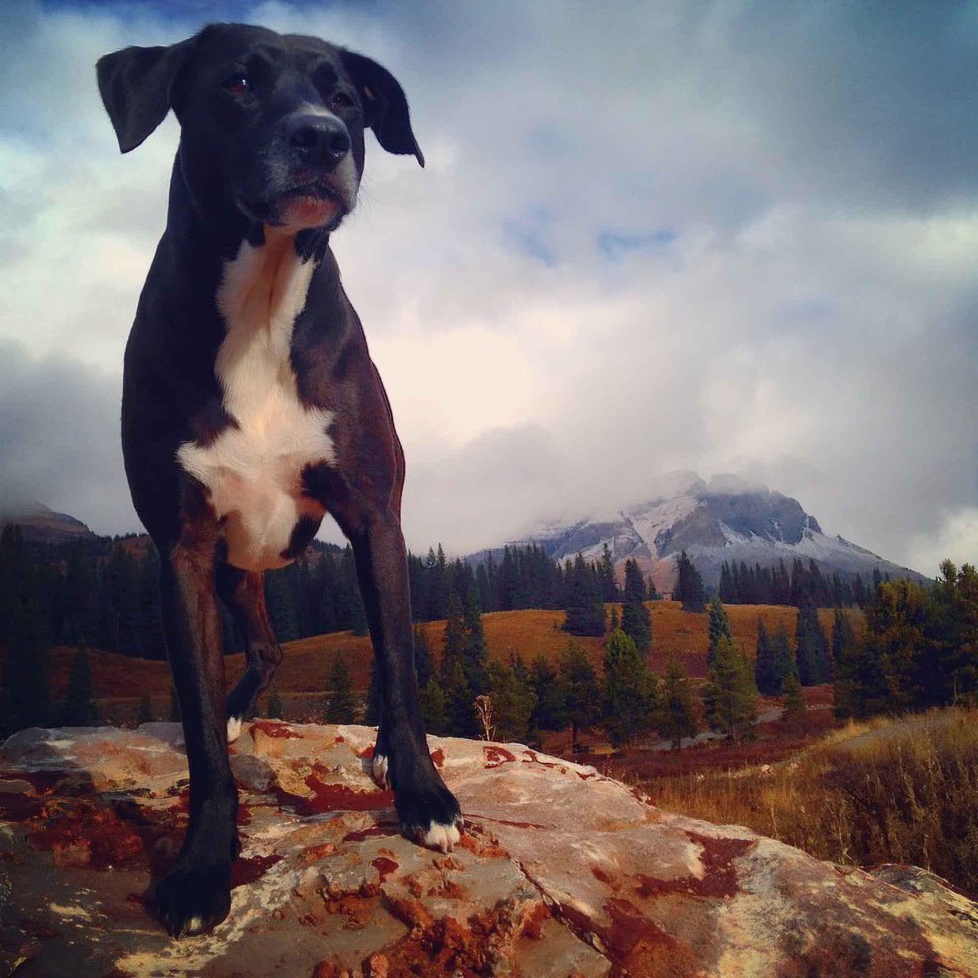 Super Squid, Patricia's dog and constant companion