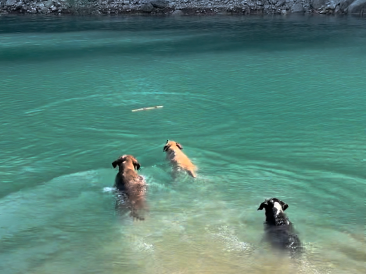 The dogs swimming on the farm
