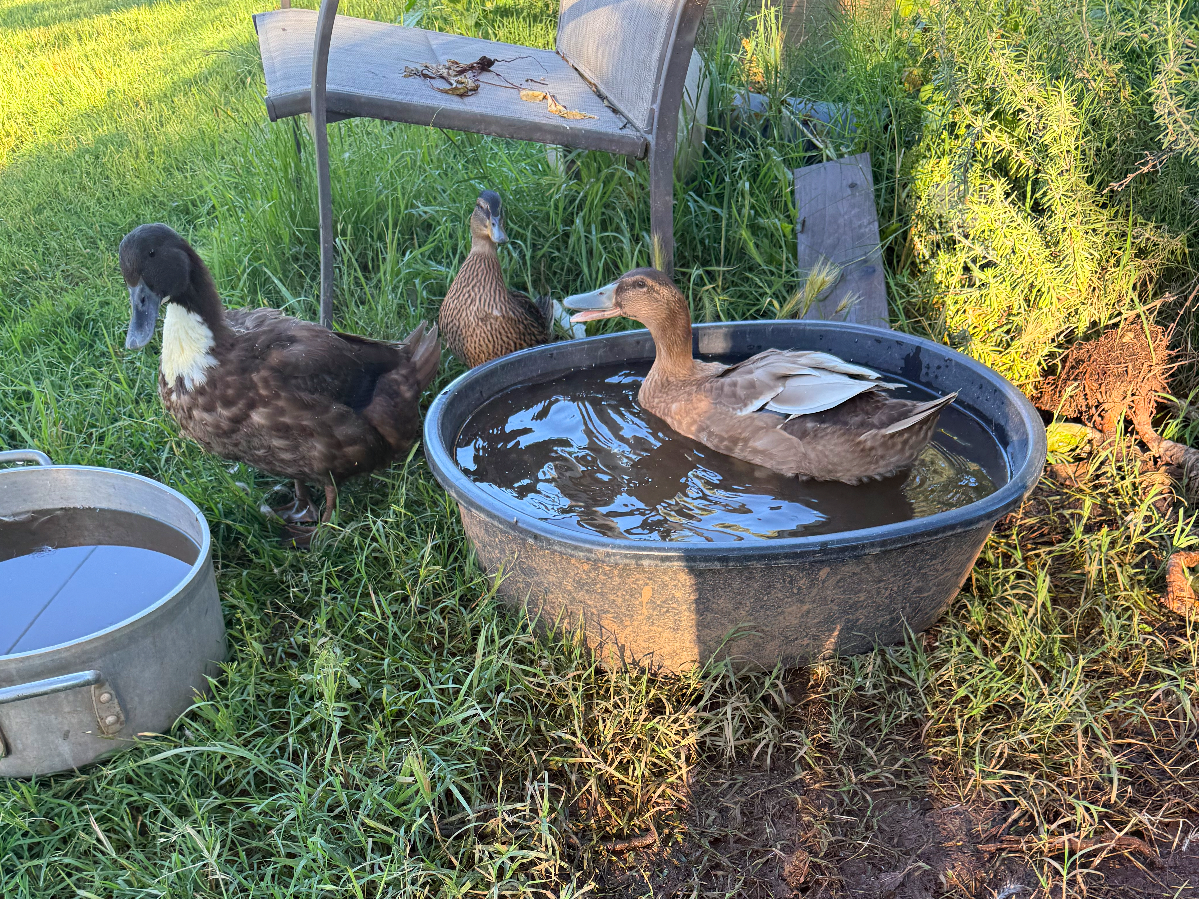 The ducks on the farm