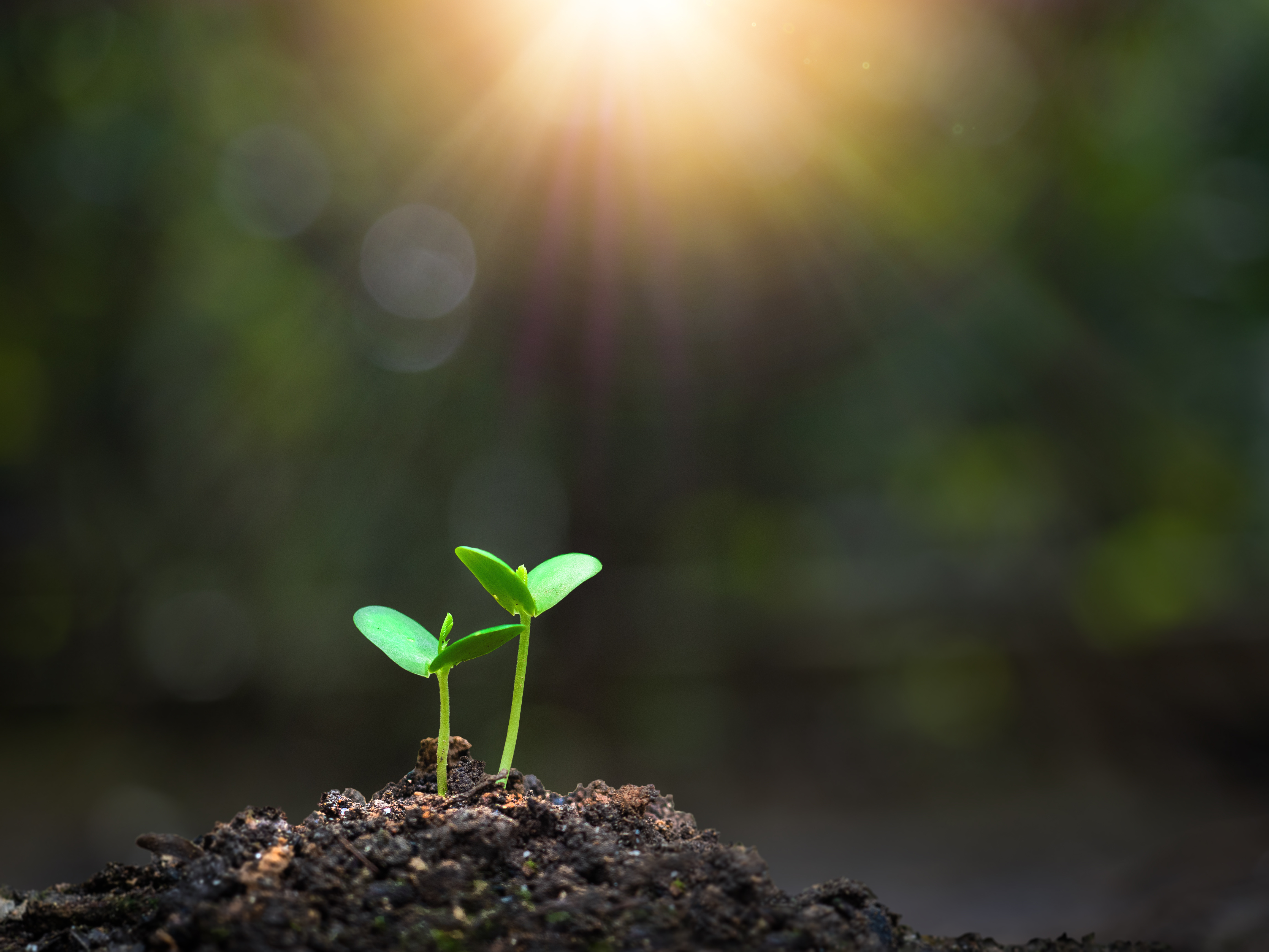 Two seedlings sprouting from dark soil in soft sunlight