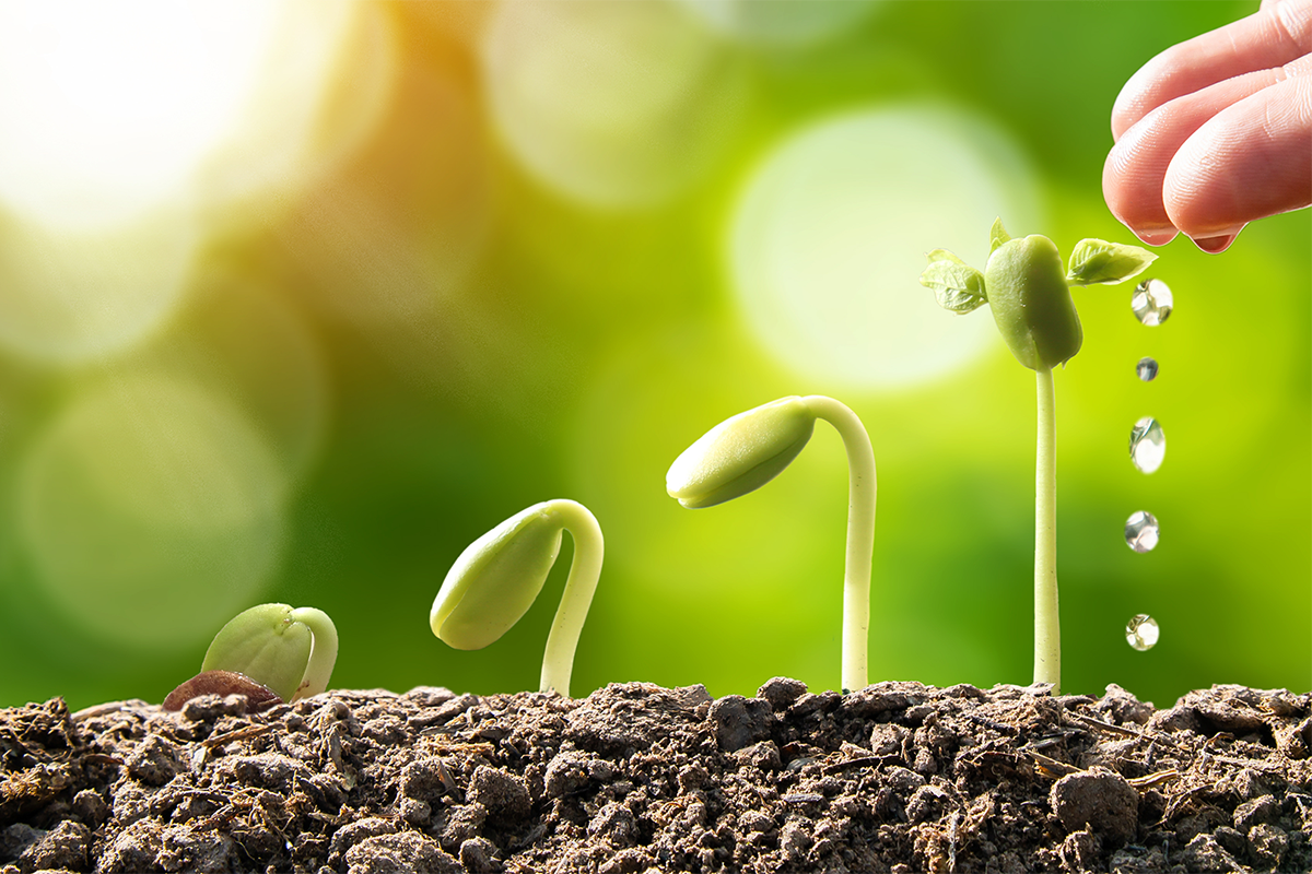 Seedling growing through stages, watered by hand
