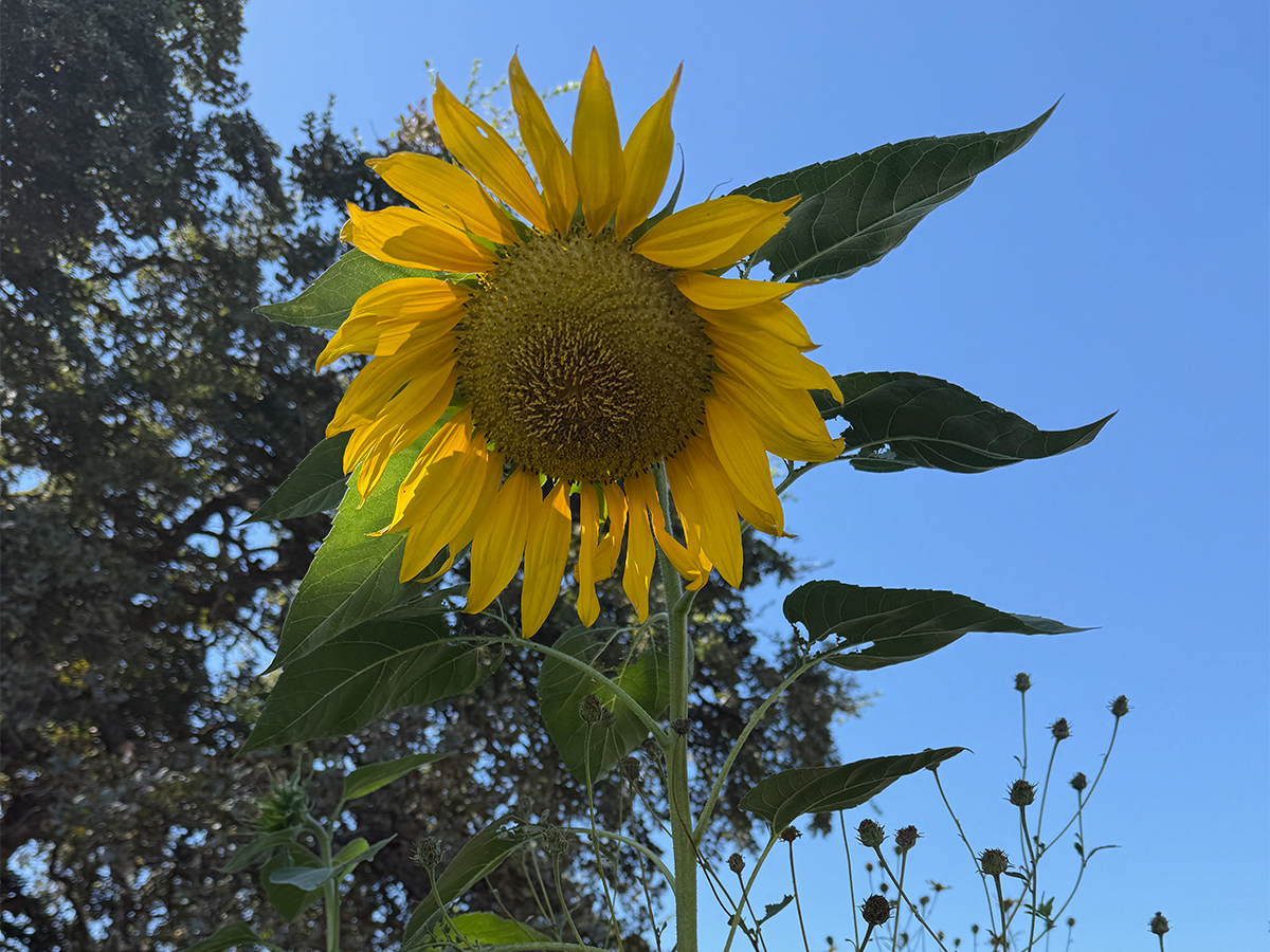 Sunflower in Patricia's garden