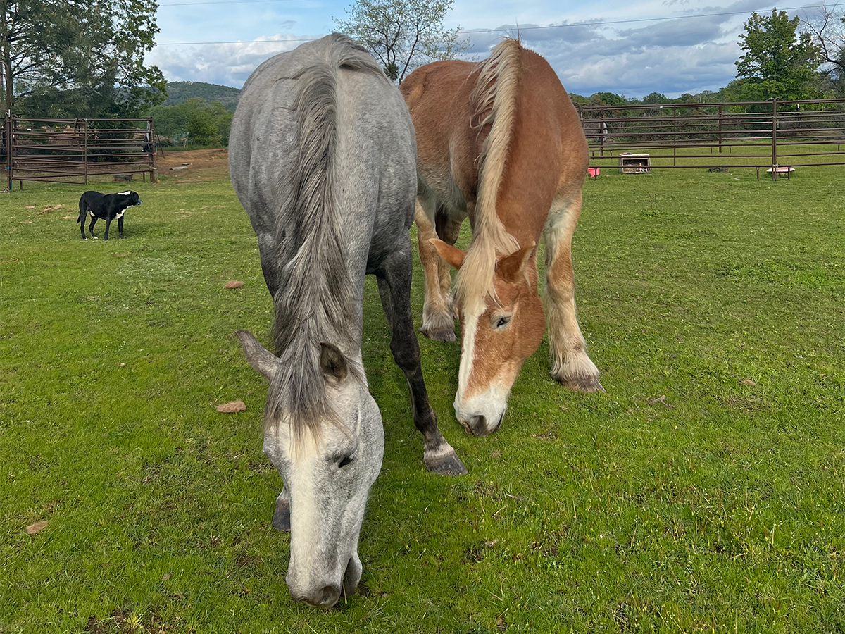 The horses on the farm